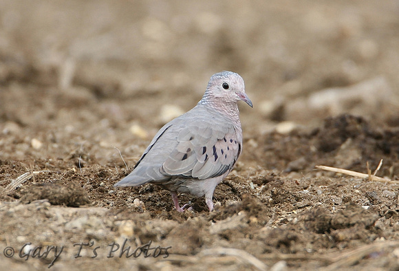 Common Ground-Dove (Male)