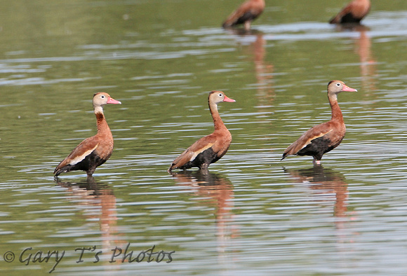 Black-bellied Whistling Duck (Adults)