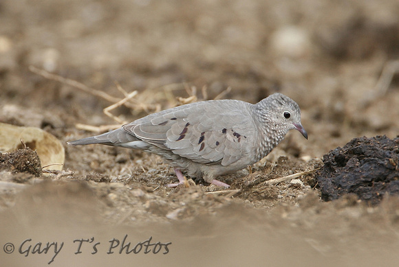 Common Ground-Dove (Female)