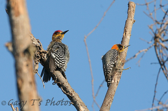 Golden-cheeked Woodpecker (Pair)
