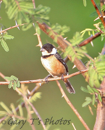 White-collared Seedeater (Male)