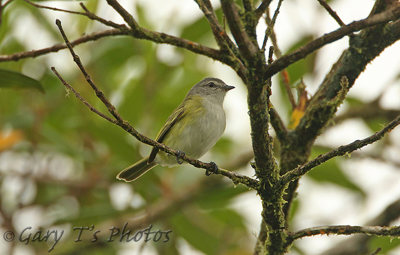 Grey-capped Trannulet