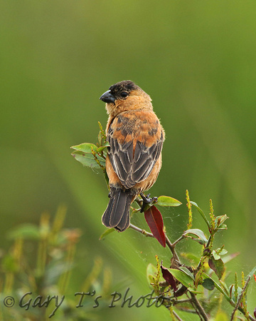 Capped Seedeater (Immature Male)