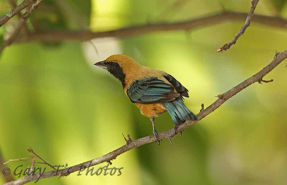 Burnished-buff Tanager (Male)