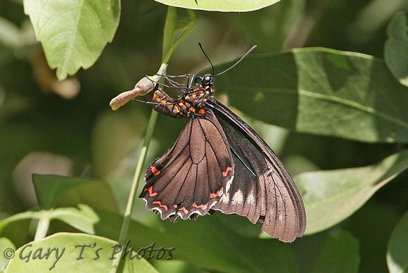 Polydamas Swallowtail