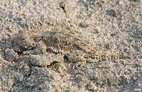 Coast Horned Lizard (Phrynosoma coronatum)