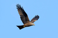 Black Kite (Adult)