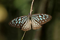 Butterfly-Blue Glassy Tiger