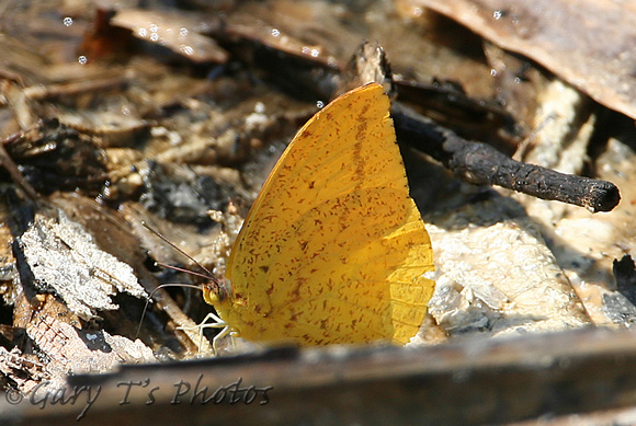 Large Orange Sulphur (Phoebis agarithe)