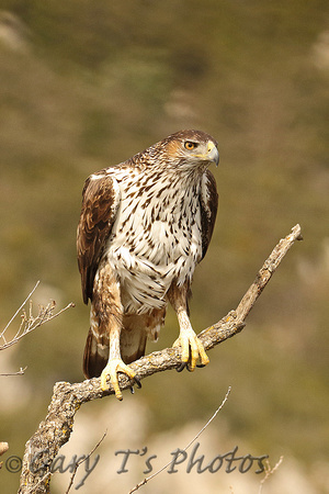 Bonelli's Eagle (Female)