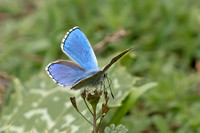 Adonis Blue (Male)