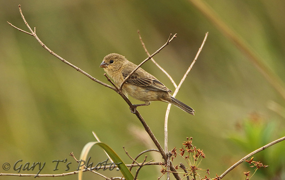 Capped Seedeater (Female)