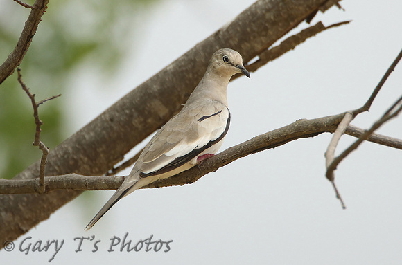 Picui Ground-dove (Female)