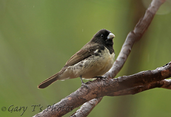 Yellow-bellied Seedeater (Male)