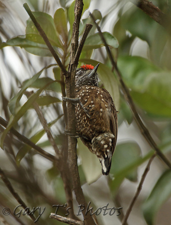 Spotted Piculet (Male)