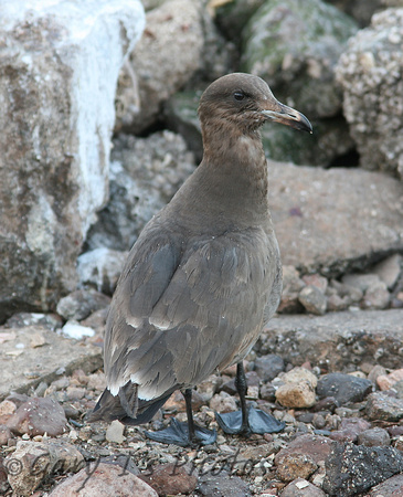 Heermans Gull (1st Winter)