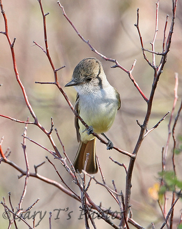 Brown-crested Flycathcher