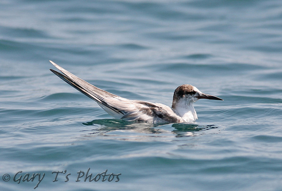 Common Tern (1st Summer)