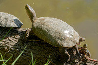 Spanish Pond Turtle