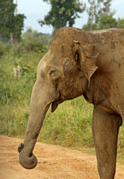 Wildlife of Sri Lanka (14th-28th January 2012)