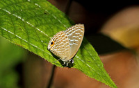 Butterfly-Common Cerulean