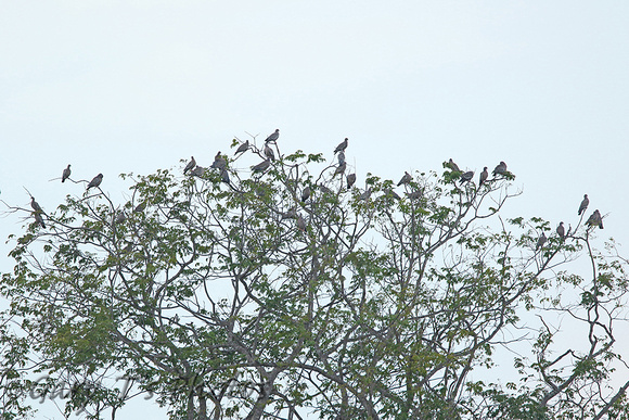Picazuro Pigeon (Flock)