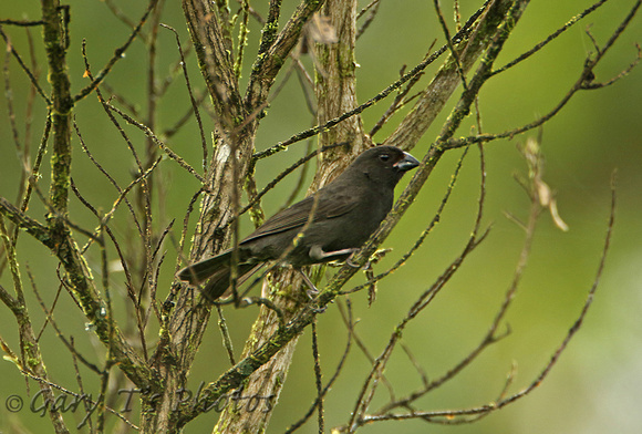 Sooty Grassquit (Male)