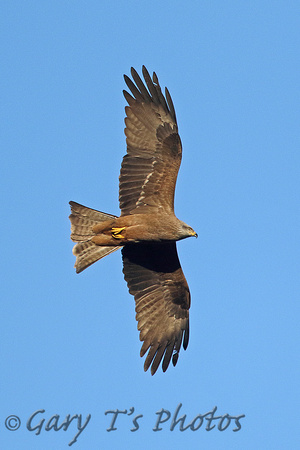 Black Kite (Adult)