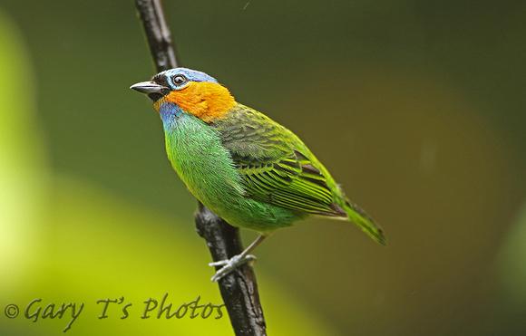 Red-necked Tanager (Female)