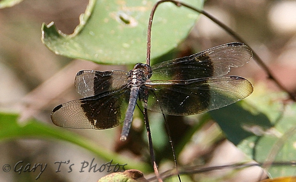 Black-winged Dragonlet (Erythrodiplax funerea-Female)