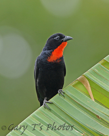 Scarlet-throated Tanager (Male)