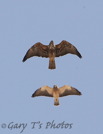 Swainsons Hawk (Adult-Light & Dark morphs)