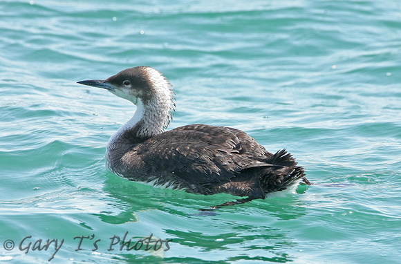 Pacific Diver (1st Summer)