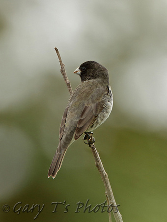 Yellow-bellied Seedeater (Male)