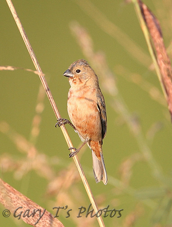 Ruddy-breasted Seedeater (Male-Winter)