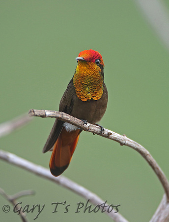 Ruby-topaz Hummingbird (Male)