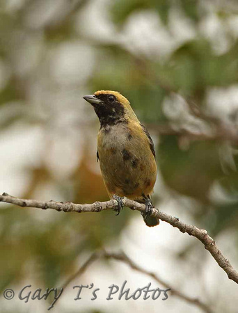 Burnished-buff Tanager (1st Winter Male)