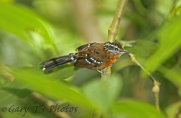 Ferruginous Antbird (Female)