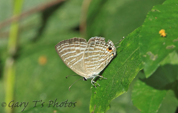 Butterfly-Common Cerulean