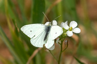 Small White (Male)