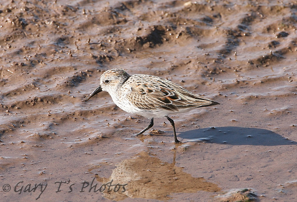 Western Sandpiper (Moulting)
