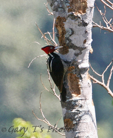 Pale-billed Woodpecker (Female)