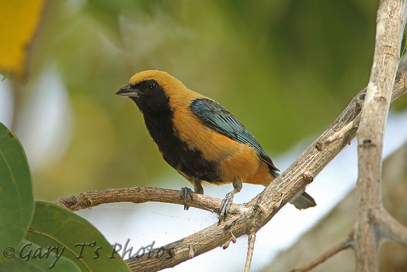 Burnished-buff Tanager (Male)