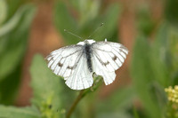 Green-veined White (Pieris napi meridionalis - Female)