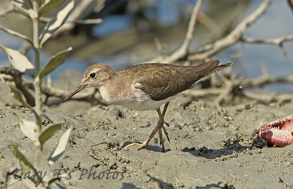 Spotted Sandpiper (1st Winter)