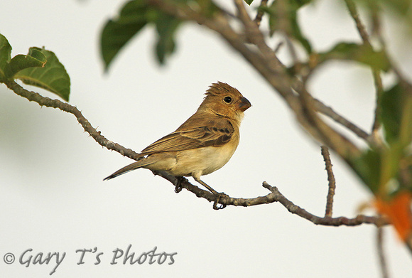 White-collared Seedeater (Female)