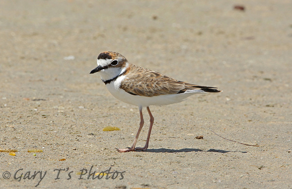 Collared Plover (Adult Summer)