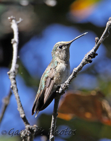 Black-chinned Hummingbird (Female)