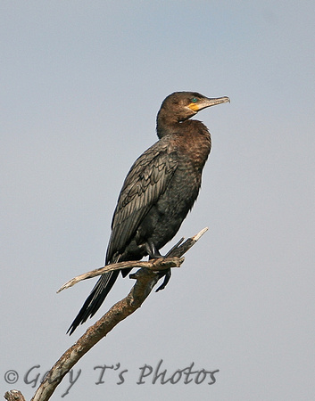 Neotropic Cormorant (Winter)