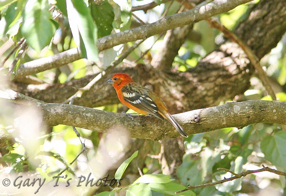 Flame-coloured Tanager (Male)